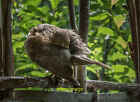 Photo 12X8 Female Blackbird Preening, Chelsea Physic Garden, Royal Hospita C2016
