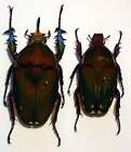 Mecynorhina Torquata From Cameroun - Unmounted Beetle Pair Male 71-74Mm