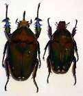 MECYNORHINA TORQUATA from CAMEROUN - unmounted beetle PAIR MALE 71-74MM