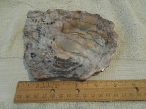 Unique New Mexico polished Petrified Wood Slab 15 oz 5 5/8x4 1/2" 1/2" Thick L11 - Picture 1 of 3