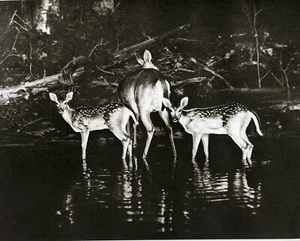George Shiras III Foto Weißschwanzhirsch Mutter und Rehkitze Paris Weltausstellung Gewinner - Bild 1 von 1