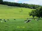 Photo 6X4 Pasture At Home Farm Dairy Cows Enjoying The Lush Grass. C2014