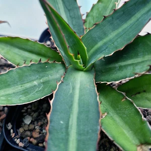 Agave lophantha bicolor, dunkelgrüne Blatter heller Mittelstreifen; H:ca.8-10 cm - Bild 1 von 11