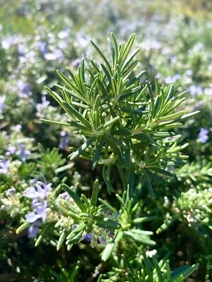 Rosemary, Salvia Rosmarinus - 100 Seeds 2024 - Image 1 of 4