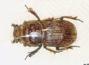 0085 Lucanidae Nigidius Burmanicus 13 15mm A1 From Thailand Rare Ebay