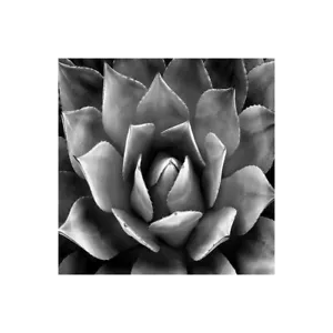 Stampa su Tela su Carta Poster o Quadro Jensen Mia Succulent II - Imagen 1 de 2