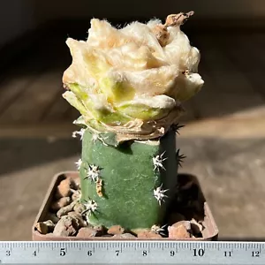 A18-427. Cactus hybr ,Agavoides x Kotschoubeyanus, f. variegata (Grafted) - Picture 1 of 3