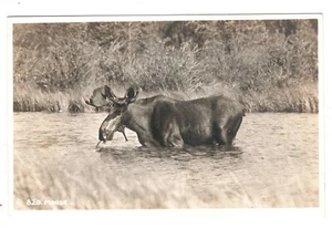 Foto real 820 Moose RPPC postal - Imagen 1 de 2