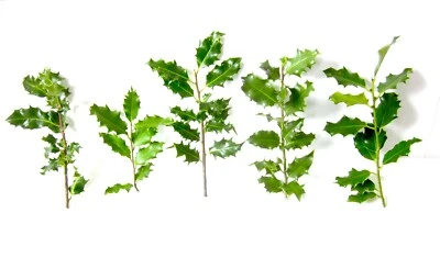 5 Live Cut Holly Branches 6"-10" Christmas decor greenery wreaths fresh greens  - Image 1 of 4