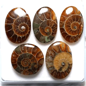 5 Pcs Natural Ammonite Fossil Hi-Quality 23mm-27mm Cabochon Loose Gemstones Lot - Picture 1 of 11