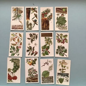 Brooke Bond Tea 1966 Thirteen Trees In Britain Cards Blue Backed EE - Picture 1 of 2