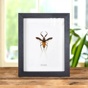 Marco de Taxidermia The Water Scorpion (Nepa cinerea) - Imagen 1 de 9