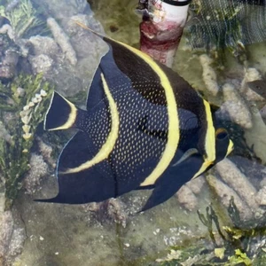 French Angelfish - Large 5-8" (Pomacanthus Paru) Marine fish - Picture 1 of 4