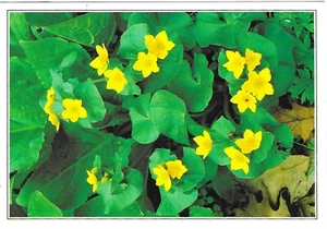Vintage Flowers Chrome Postcard Marsh Marigold Arpel Graphics California - Picture 1 of 2