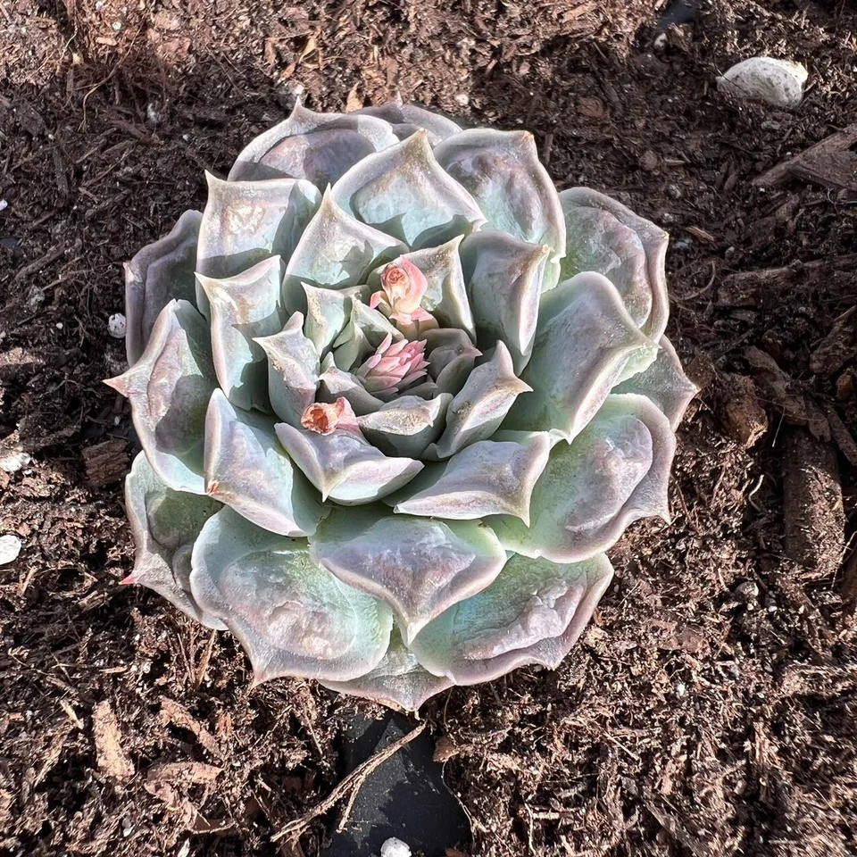 Echeveria hearts choice Rare Succulent Live Plant Live Succulent Cactus - Image 1 of 1