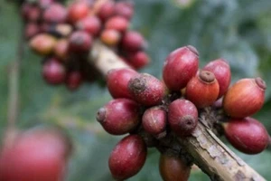 Liberica Coffee 120+ Seedss (Coffea Liberica) for Planting - Picture 1 of 6