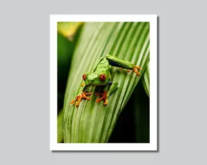 RED-EYED TREE FROG on Leaf Photo Picture 8x10 11x14 16x20 w/Framed Option (W1) - Picture 1 of 12