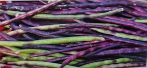 1000+ seed 1/2 lb Mississippi Pinkeye 2 Purple Hull Cowpeas Germ: 80% - Picture 1 of 6