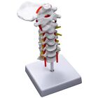 Hals Wirbelarterie WirbelsäUle Spinalnerven Anatomisches Modell Anatomie fürHa