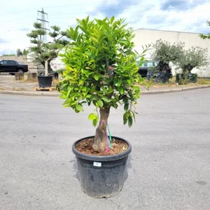 Limettenbaum "Citrus latifolia" (Nr.1) 23cm Stammumfang 150cm hoch - Bild 1 von 2