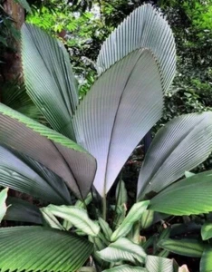 Johannesteijsmannia magnifica plata Joey Parm planta 25-30 cm + Fitosanitario - Imagen 1 de 4