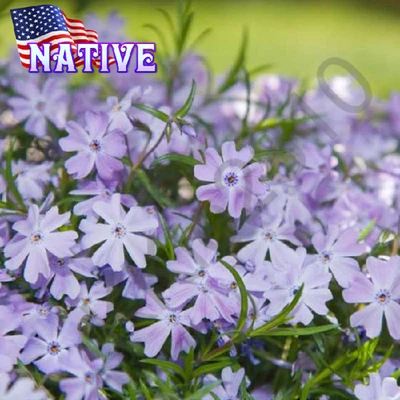 Creeping Moss Phlox Subulata Live Plant Perennial Evergreen Blue Flowers Native - Image 1 of 4