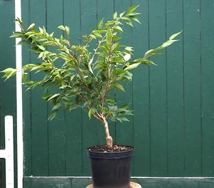Japanische Blütenkirsche Winterkirsche Prunus subhirtella 'Autumnalis' 60-100 cm - Bild 1 von 1