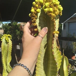 RARE Euphorbia 22" Ammak Variegated African Candelabra CUTTING - Picture 1 of 24