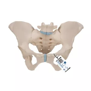Modelo Esqueleto Pelvis Femenina 3B Scientific H20/1, 3pt NUEVO EN CAJA - Imagen 1 de 3