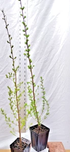 Tamarack Eastern Larch Tree in Small Nursery Pot. Pre Bonsai or Landscaping - Picture 1 of 11