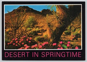 Postcard Desert in Springtime Beavertail Cactus Joshua Tree Arizona Josef Muench - Picture 1 of 2
