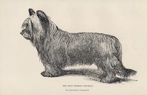 BENANNTER SKYE TERRIER ALT 1895 ANTIKE GRAVUR DRUCKSEITE - Bild 1 von 1
