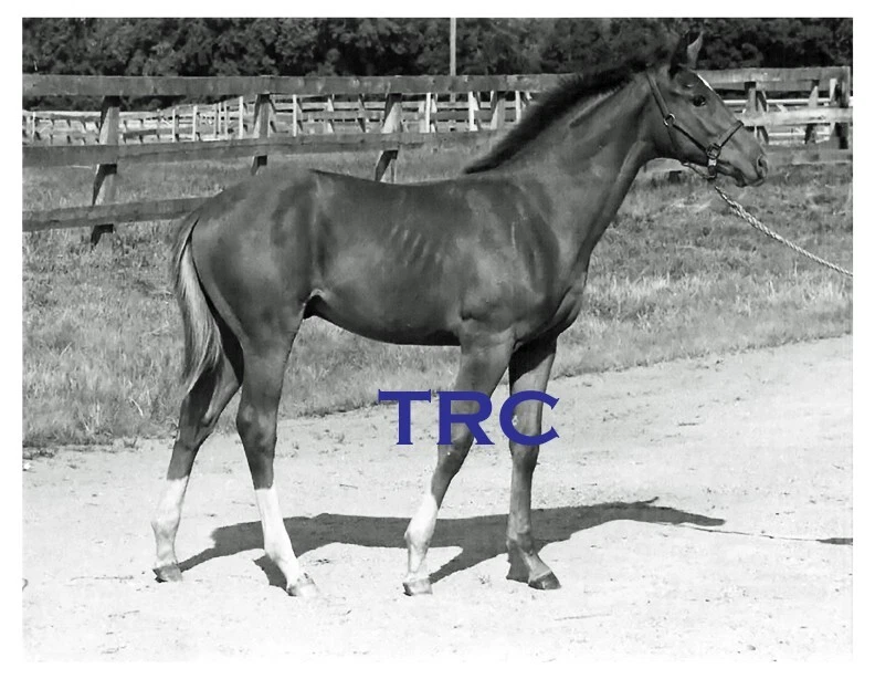 SECRETARÍA - HERMOSA FOTO DE NIÑO DE 8X10 AÑOS TOMADA EN MEADOW FARM EN 1970! Foto 1 de 1
