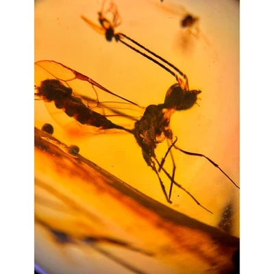 Strange WASP in Burmese / Burmite amber fossil / 100% genuine amber  - Image 1 of 4