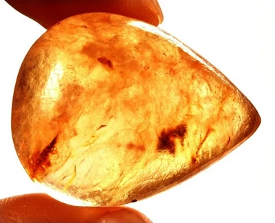 26.25 Cts. Natural Genuine Old Baltic Amber Untreated Certified Gemstone - Image 1 of 4