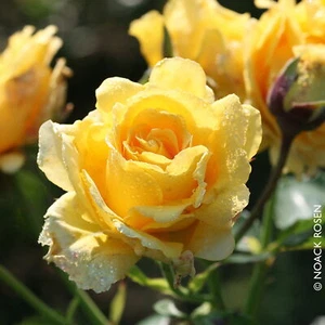 Kletterrose 'Sommergold ®' ist eine leuchtend goldgelbe und duftende Rose aus Zü - Bild 1 von 3