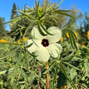Kenaf o Ibisco bianco - Hibiscus cannabinus 10+ semi seeds samen Ed 093 - Bild 1 von 1