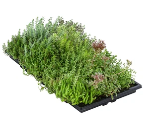 Dachbegrünungsmatte 4er Set Fetthenne versch. Sorten 50 x 30 cm 4-8 kg, Dehner - Bild 1 von 3
