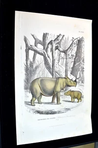 1855 PRINT OF SUMATRAN RHINOCEROS-6" x 9.5" - Picture 1 of 5