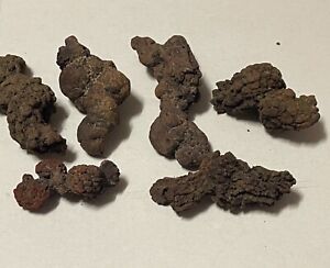 Coprolite - Dinosaur poo fossil x 1 of your choice