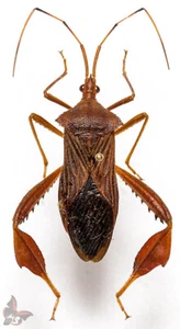 Heteroptera No.5, Peru, "leaf legs", MOUNTED, ACTUAL SPECIMEN - Picture 1 of 1