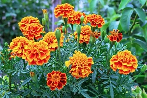 1500 Samen Studentenblumen Tagetes patula French Blumenwiese Bienen Wiesen Blume - Bild 1 von 1