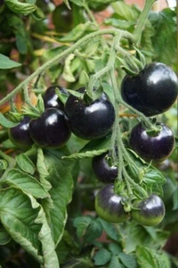 50 graines de tomates cerise noire - Afbeelding 1 van 3