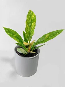Variegated Philodendron Ring of Fire - Picture 1 of 10