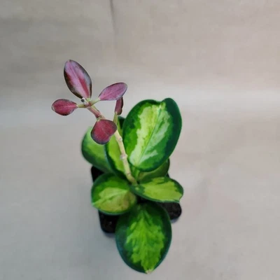 Hoya Australis Lisa Variegated – Live Plant in 3” Pot – Stunning Foliage - Image 1 of 4