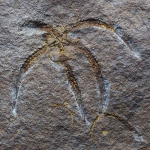 0,5 kg Stella Marina Ophiura sp. Fossile Marocco Ordoviciano 1 - Foto 1 di 9