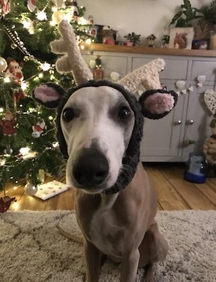 Handmade XLarge Sized Reindeer hat Lurcher~Greyhound + other breeds - Image 1 of 3