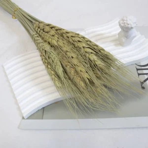 Natural Dry Wheat Grass Stalk Stems x 50 pcs - Natural Green - Picture 1 of 1