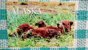 BEAUTIFUL POST CARD BROWN BEAR IMAGES OF ALASKA - Picture 1 of 14