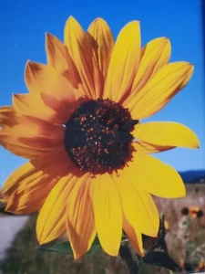 Original gerahmtes Sonnenblumen Foto Altholzrahmen 11x13" - Bild 1 von 5